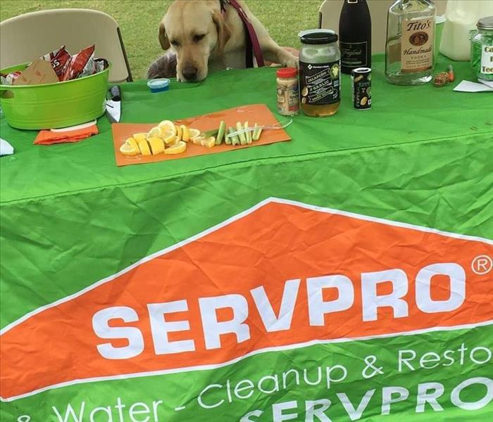 Table with a lime green SERVPRO banner on it and a dog's standing up licking the table