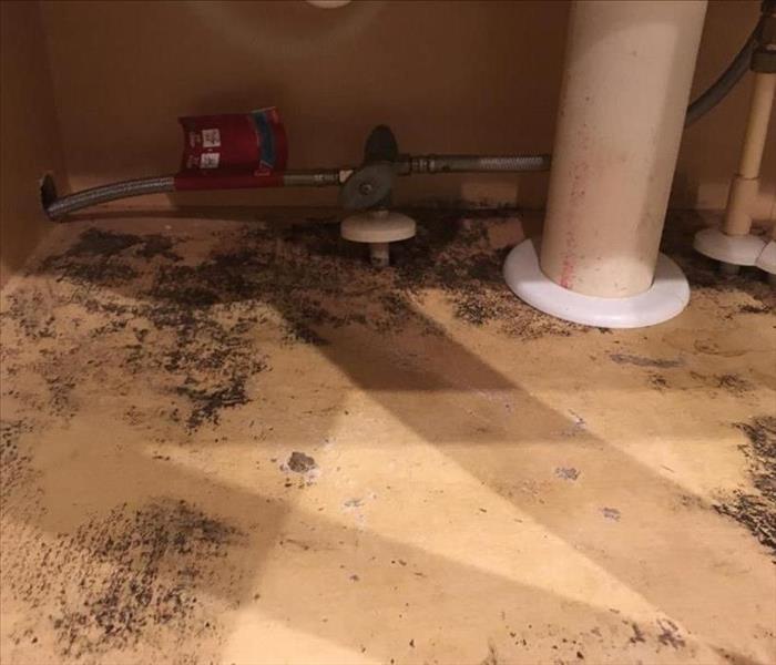 mold under sink